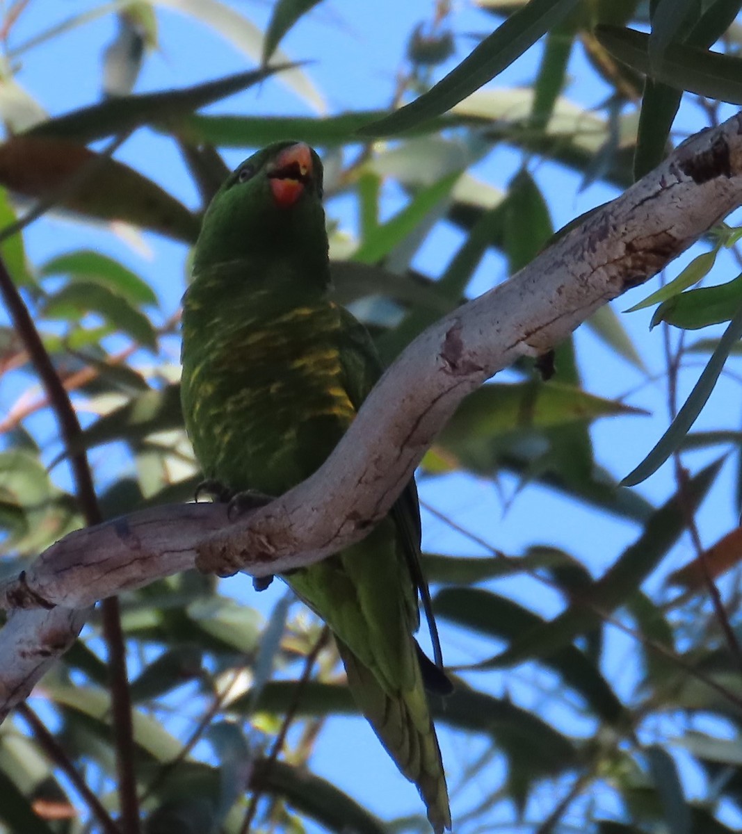 Scaly-breasted Lorikeet - ML361852171