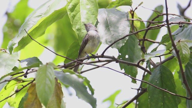 Greenish Elaenia - ML361852831