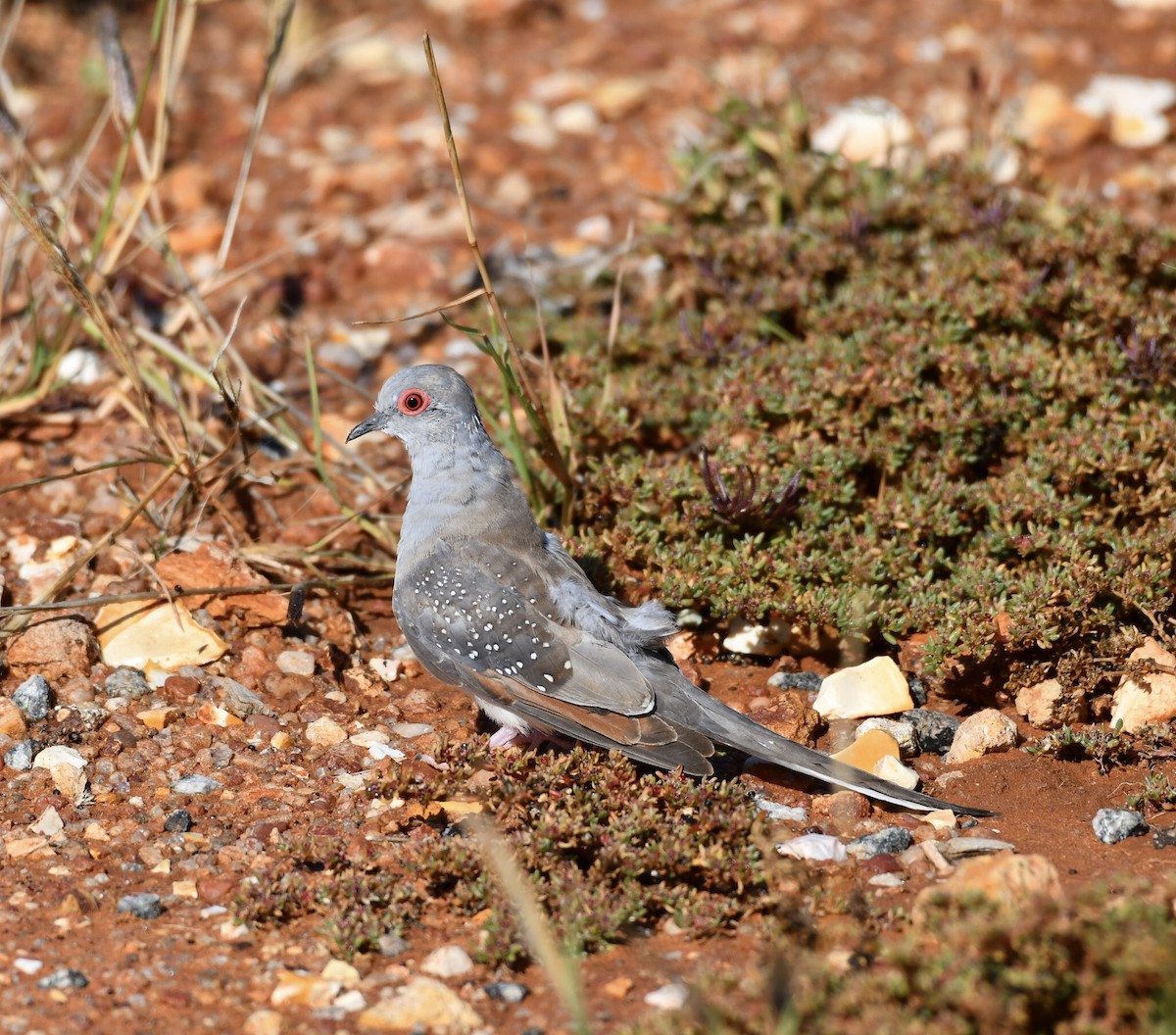 雪花姬地鳩 - ML361854821