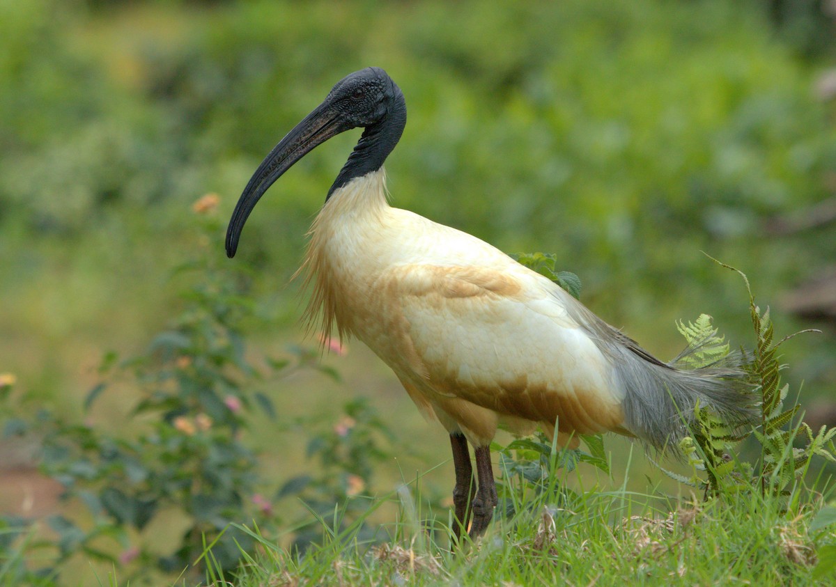 Black-headed Ibis - ML361854981