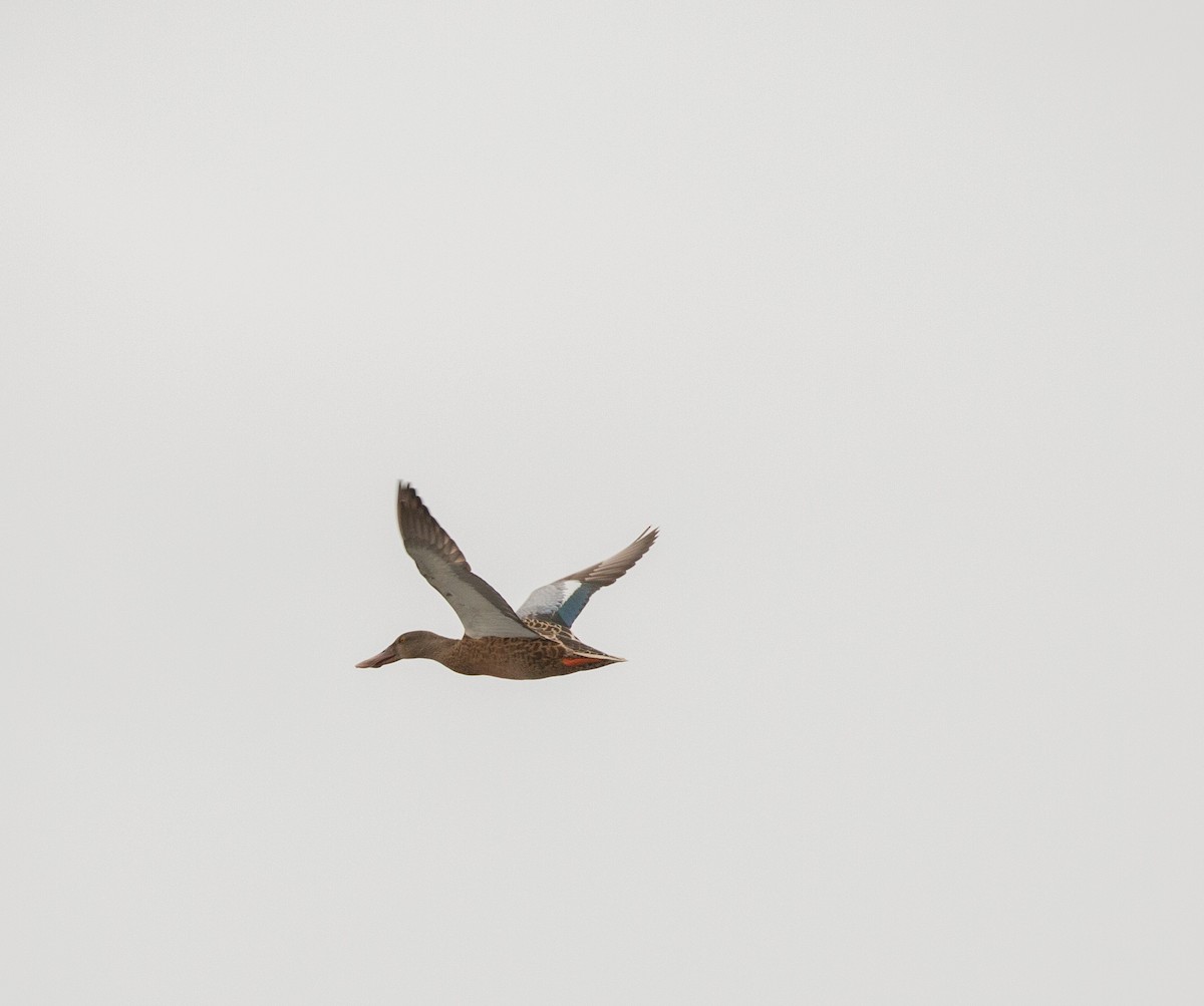 Northern Shoveler - Joey  Hausler