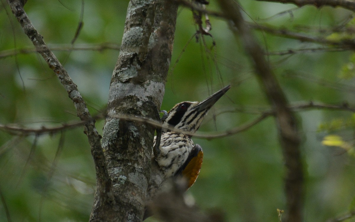 White-naped Woodpecker - Gaja mohanraj