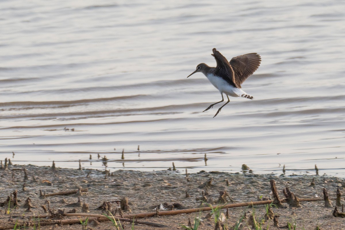 Wood Sandpiper - ML361858651