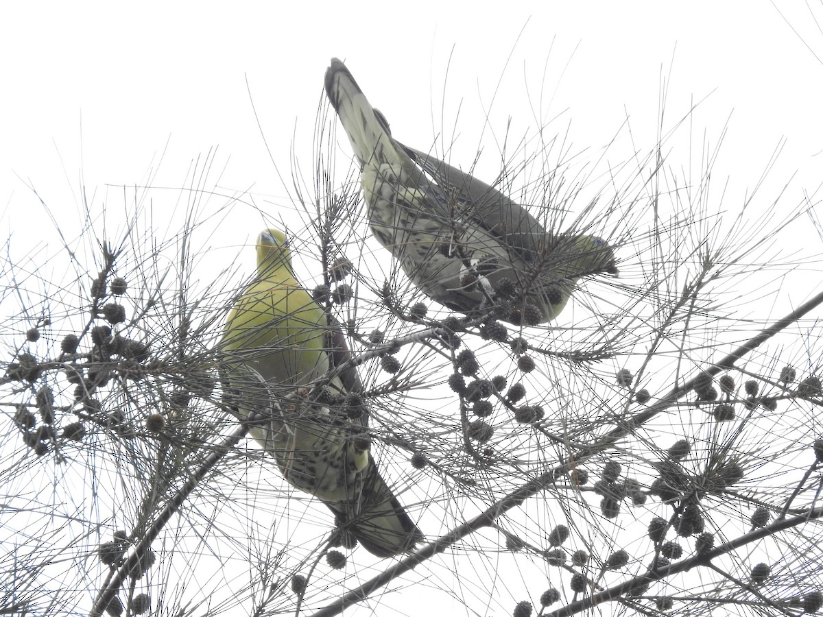 White-bellied Green-Pigeon - 承恩 (Cheng-En) 謝 (HSIEH)