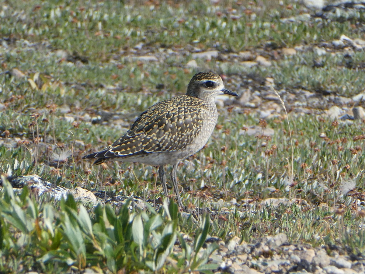 American Golden-Plover - T A