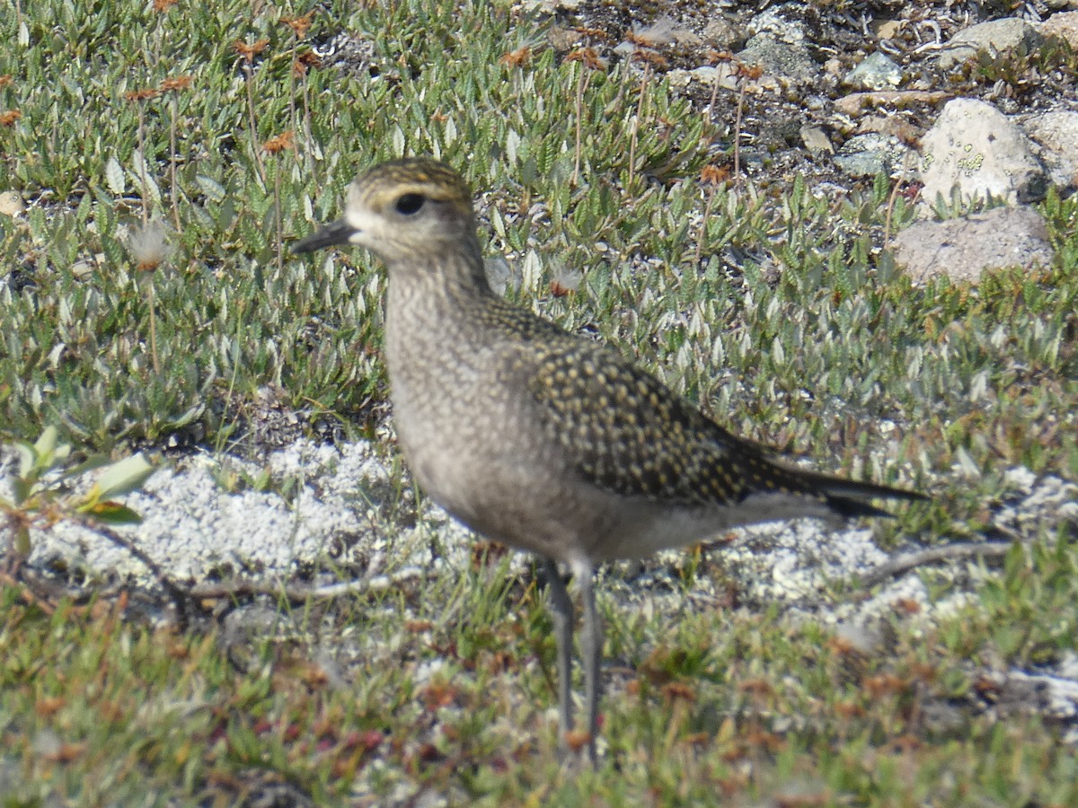 American Golden-Plover - T A