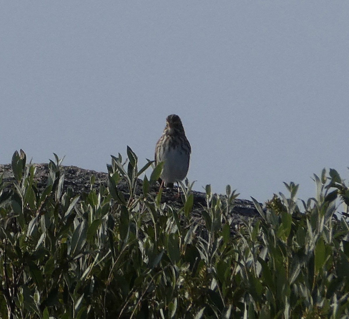 Savannah Sparrow - ML361862611