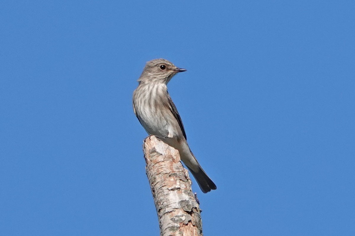 Spotted Flycatcher - ML361862781