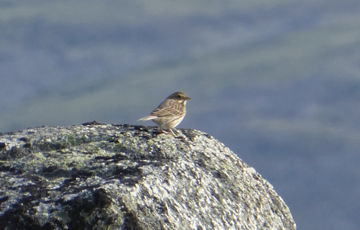 Savannah Sparrow - ML361862941