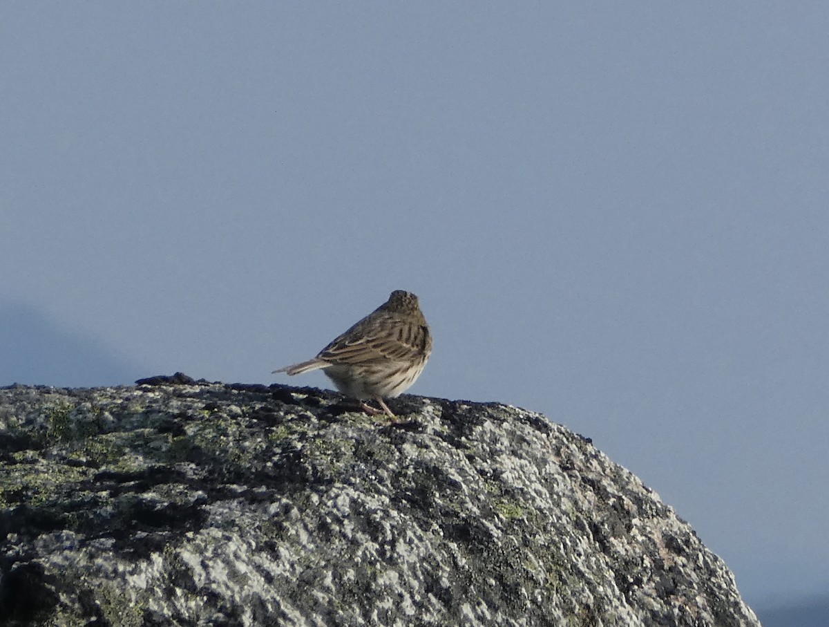 Savannah Sparrow - ML361862961