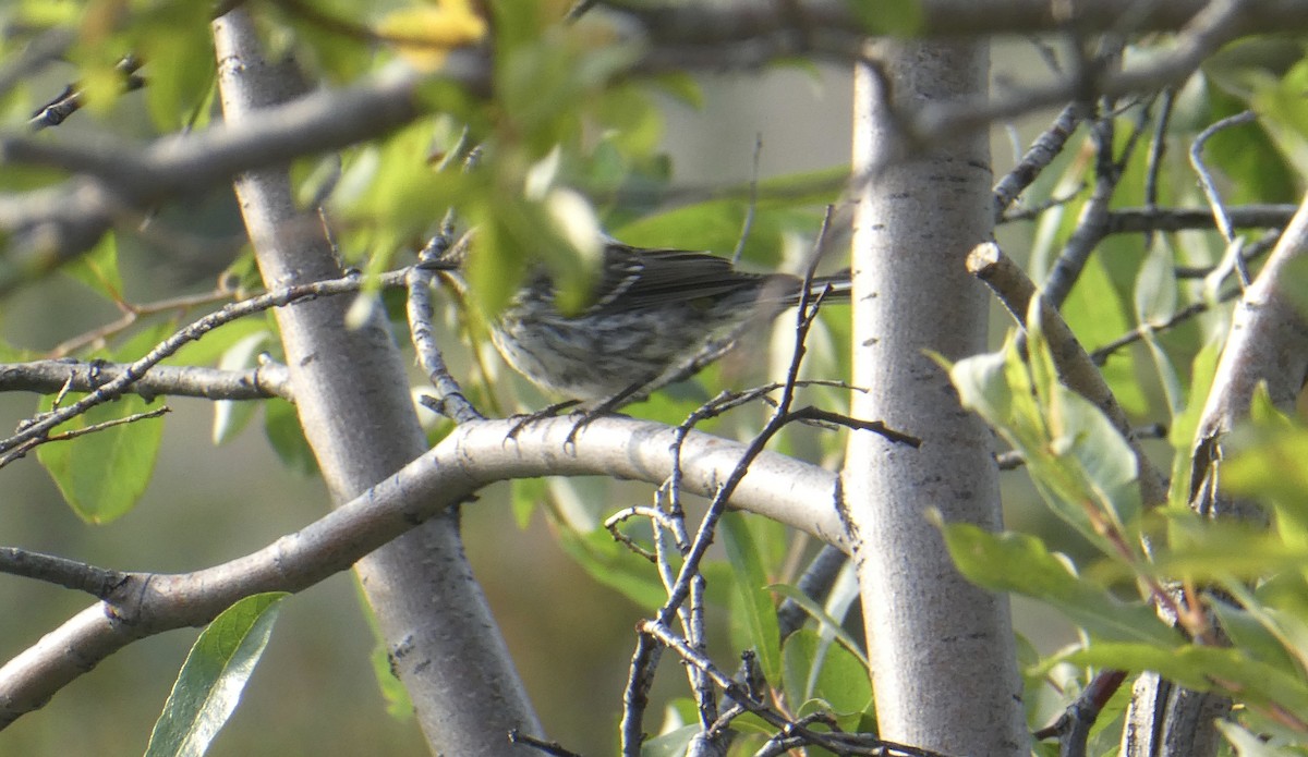 Yellow-rumped Warbler (Myrtle) - ML361863021