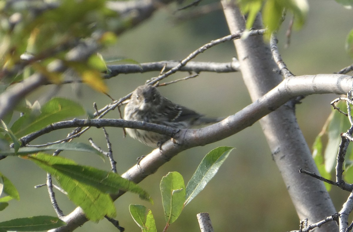 Yellow-rumped Warbler (Myrtle) - ML361863031