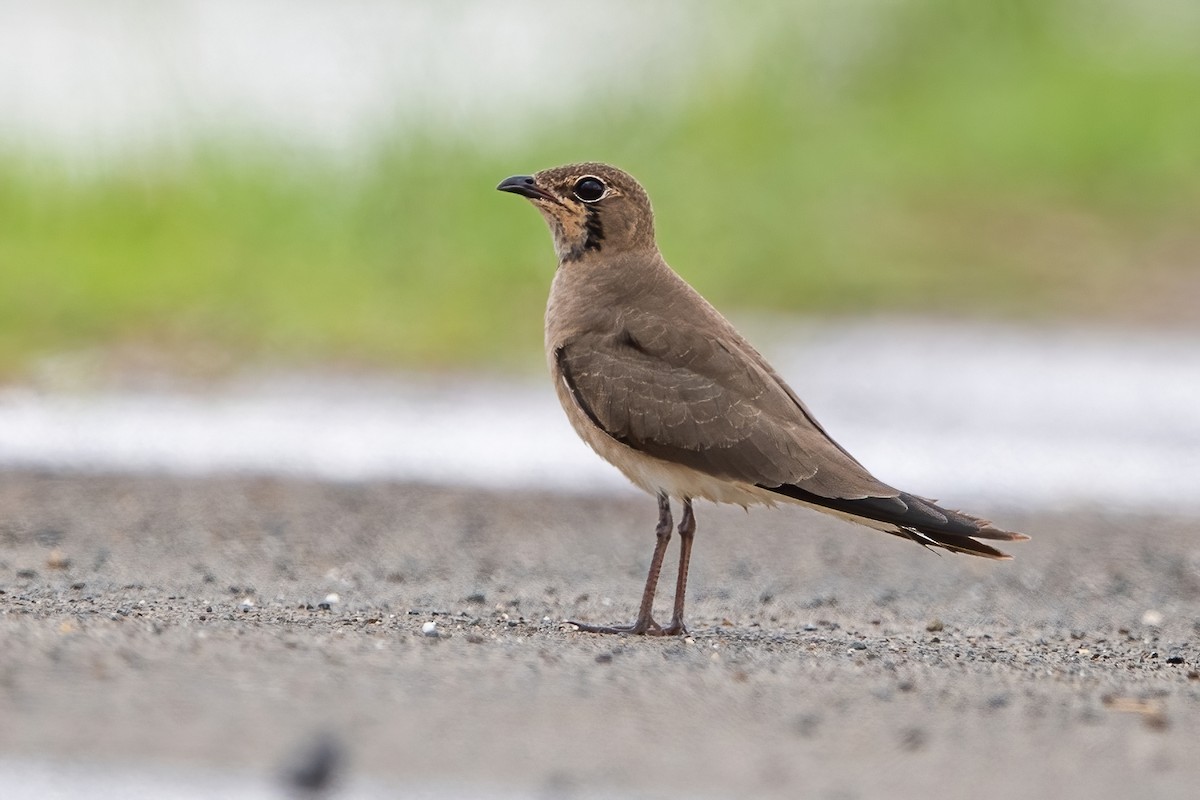 Oriental Pratincole - ML361864801