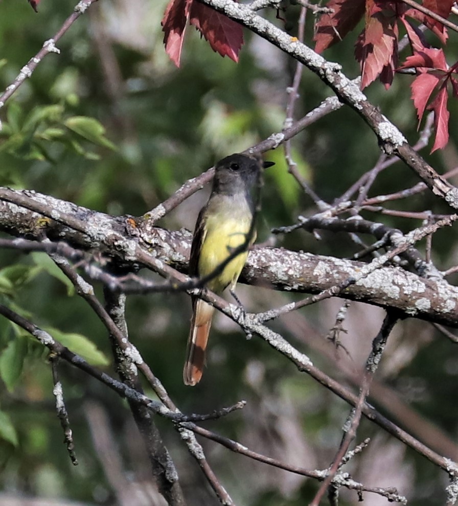 Great Crested Flycatcher - Lynda Noel