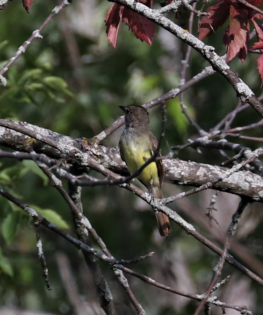 Great Crested Flycatcher - ML361866091