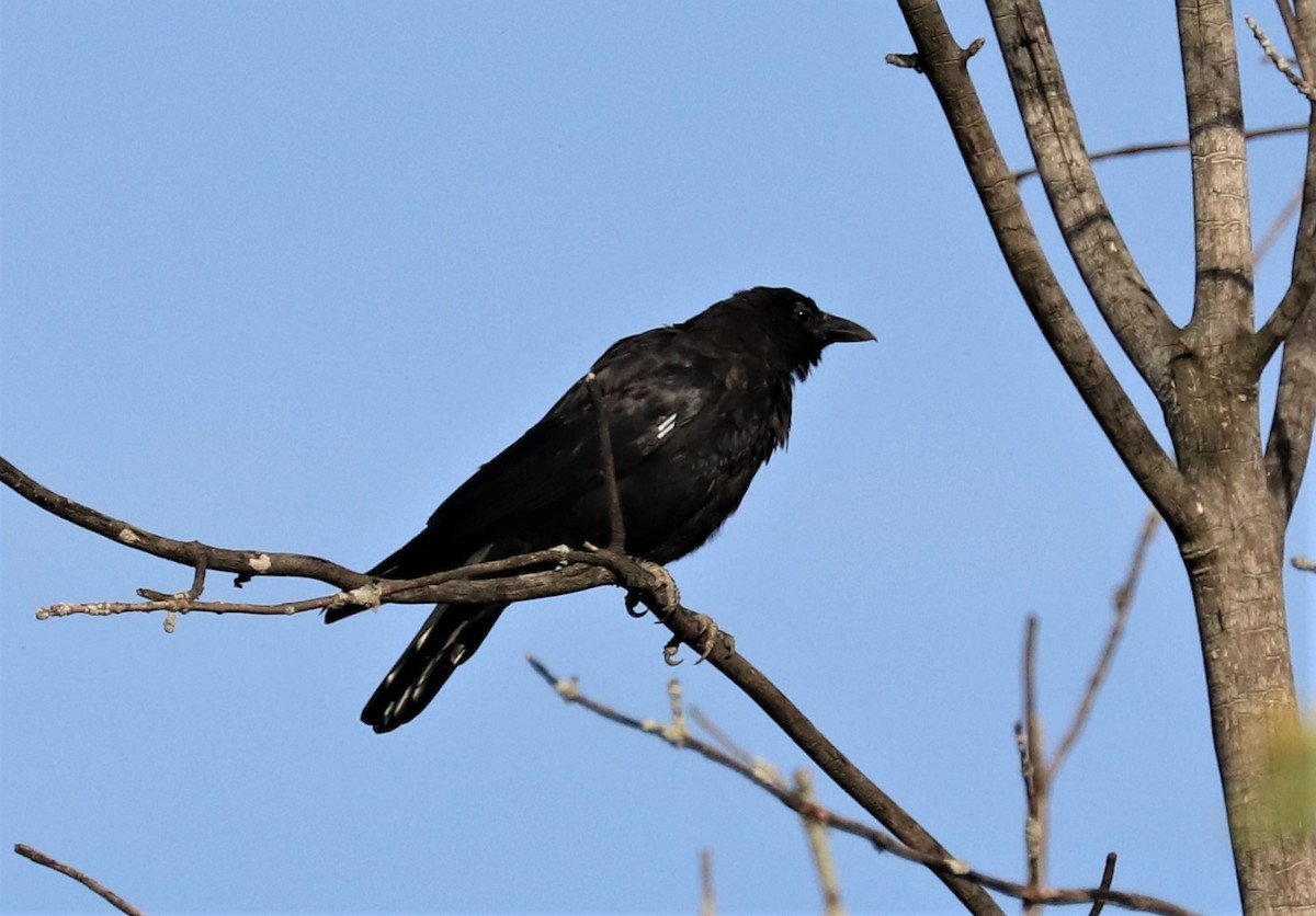 American Crow - ML361866111
