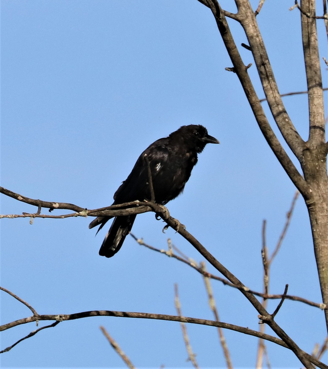 American Crow - ML361866121