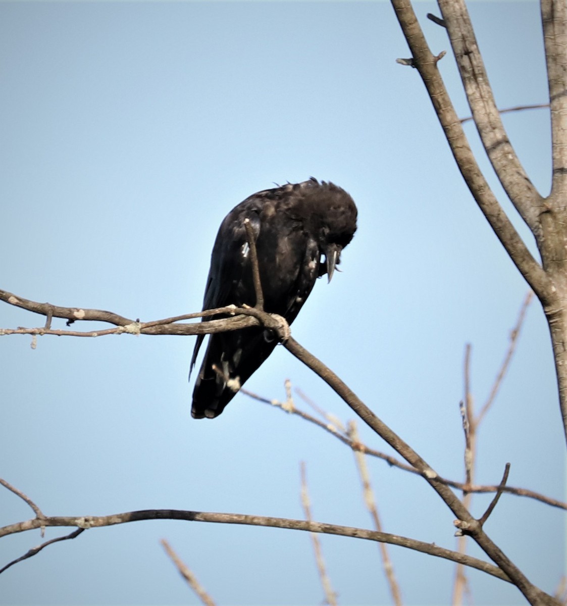 American Crow - ML361866131