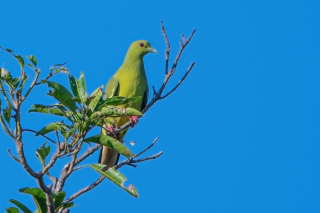 Розовошейный зелёный голубь - ML361866721