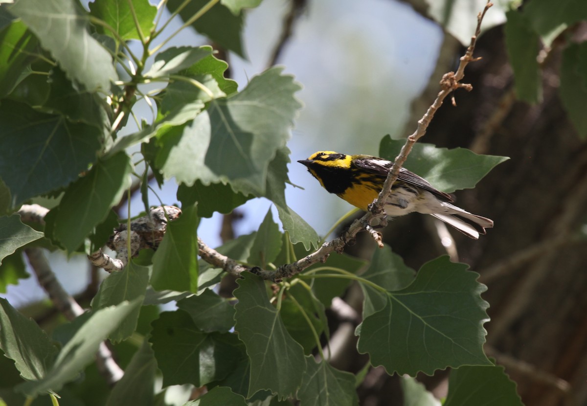 Townsend's Warbler - Kendall Watkins