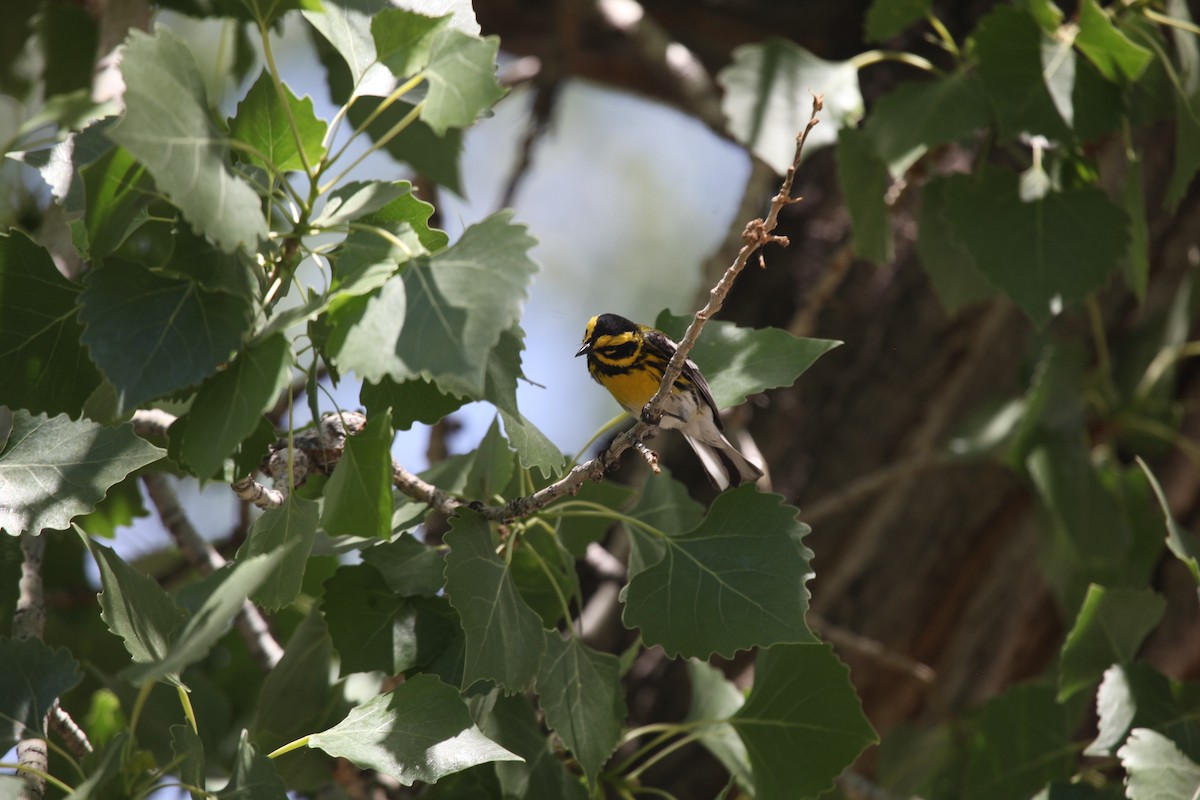 Townsend's Warbler - ML361867001