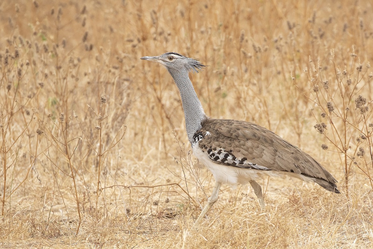 Kori Bustard - ML361867681