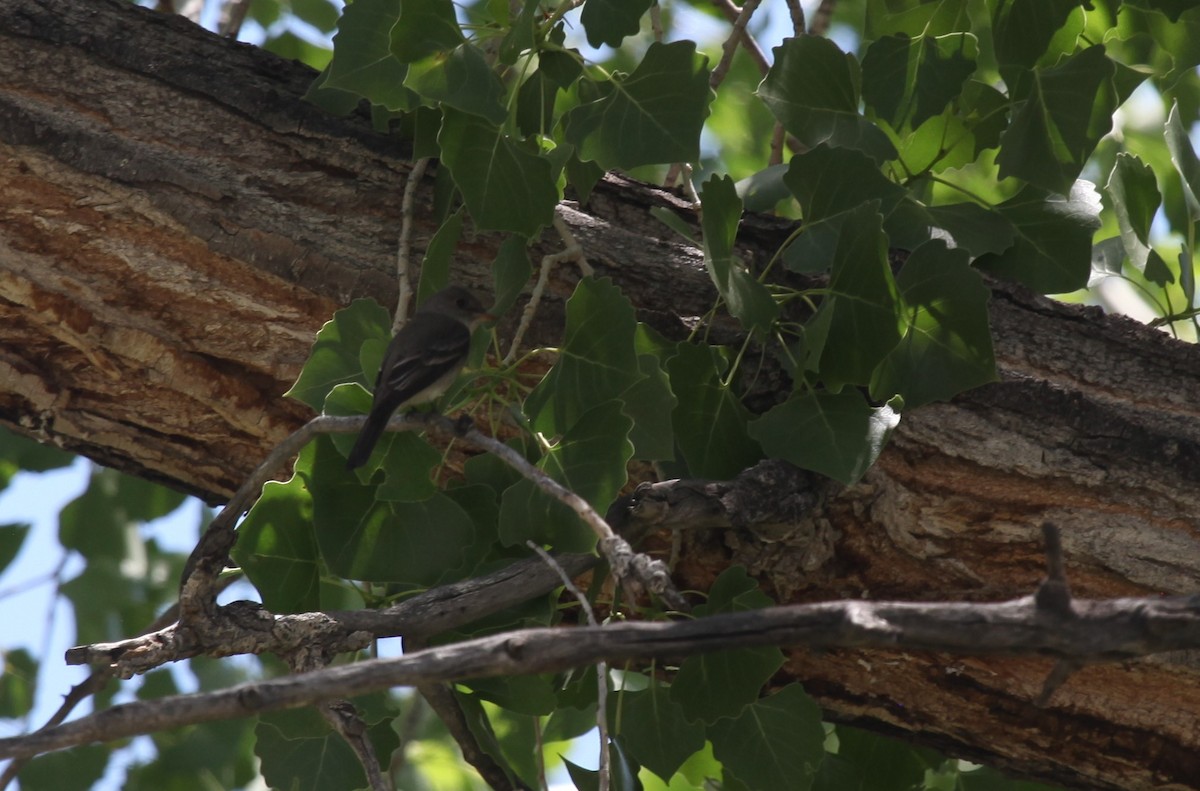 Willow Flycatcher - ML361868821