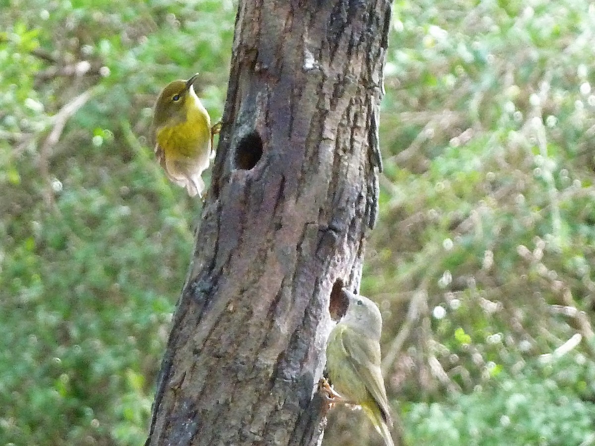 Orange-crowned Warbler - ML361868941