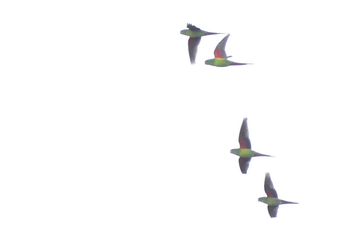 Swift Parrot - ML361869051