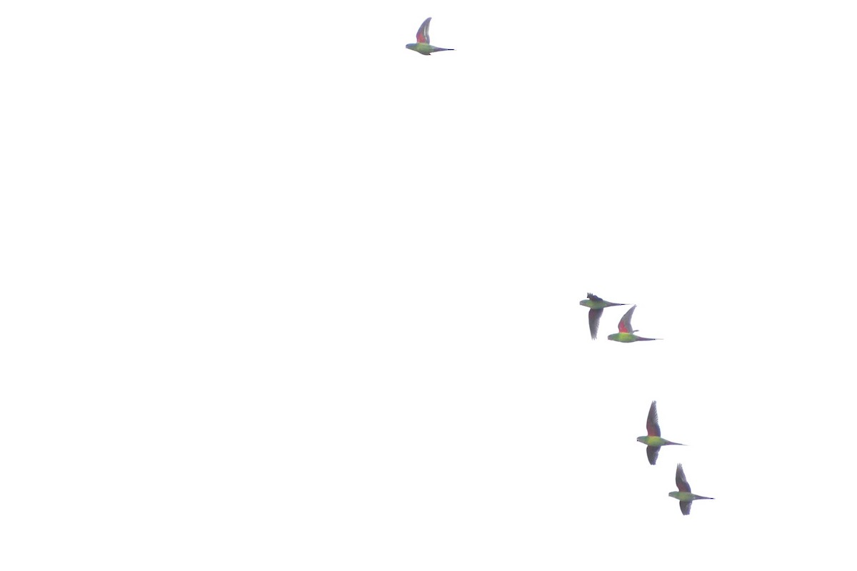 Swift Parrot - ML361869061