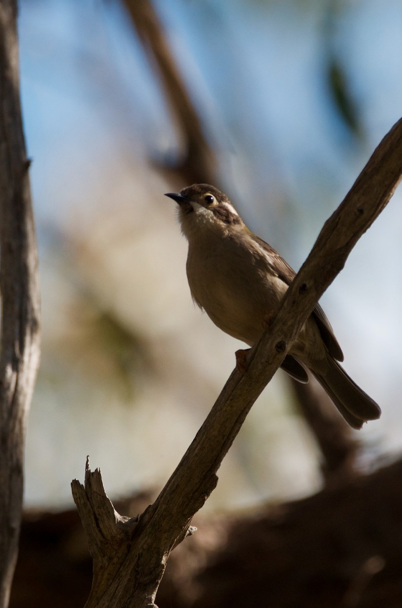 Brown-headed Honeyeater - ML361869201