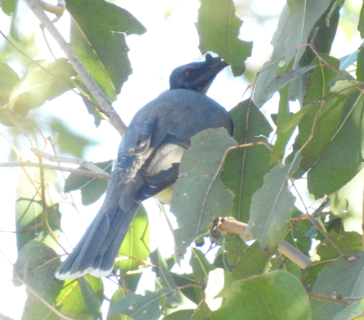 Noisy Friarbird - ML361869341