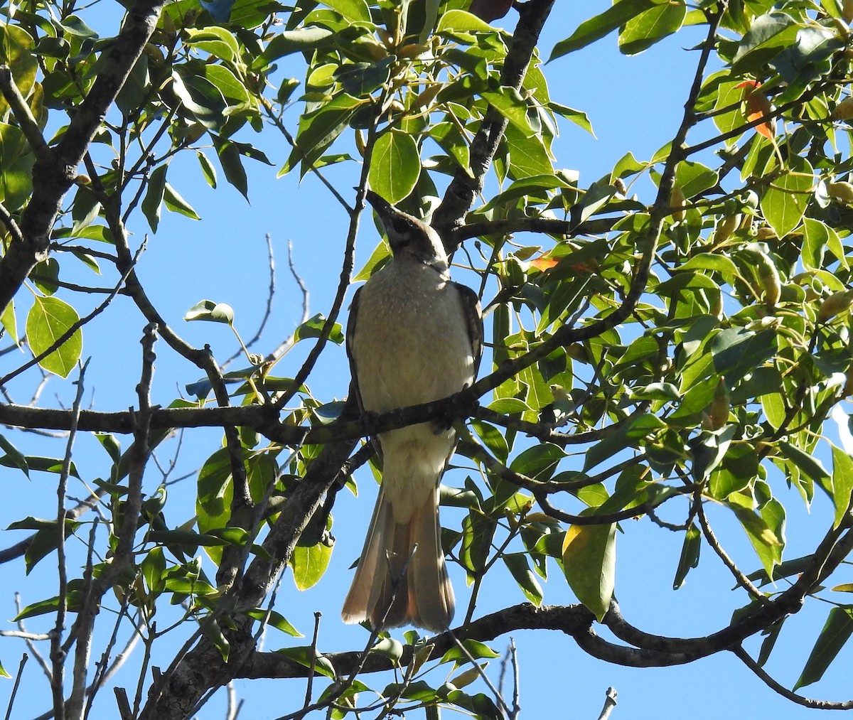 Little Friarbird - ML361869351