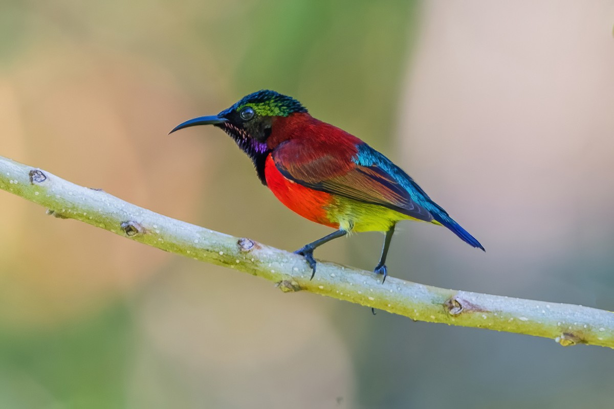 Purple-throated Sunbird - Ngoc Sam Thuong Dang