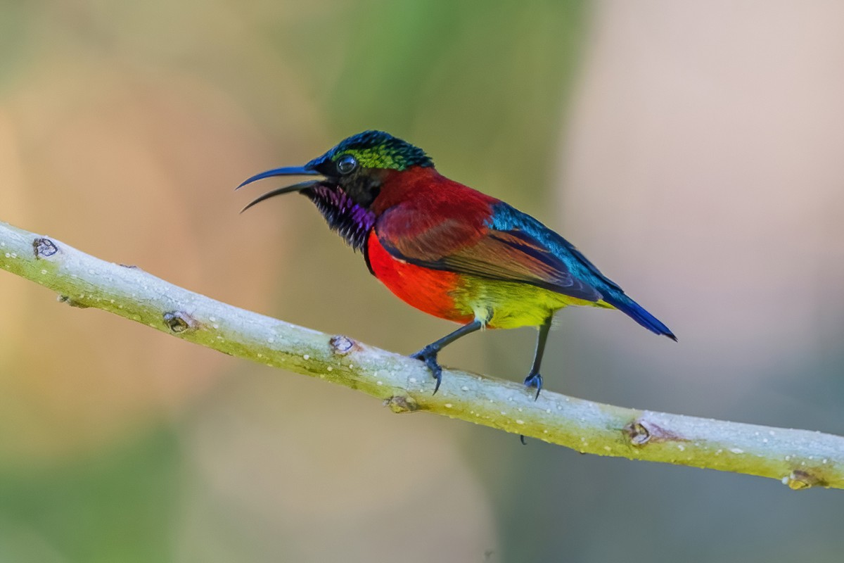 Purple-throated Sunbird - Ngoc Sam Thuong Dang