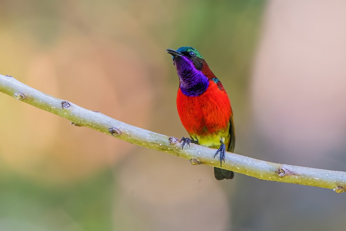 Purple-throated Sunbird - Ngoc Sam Thuong Dang