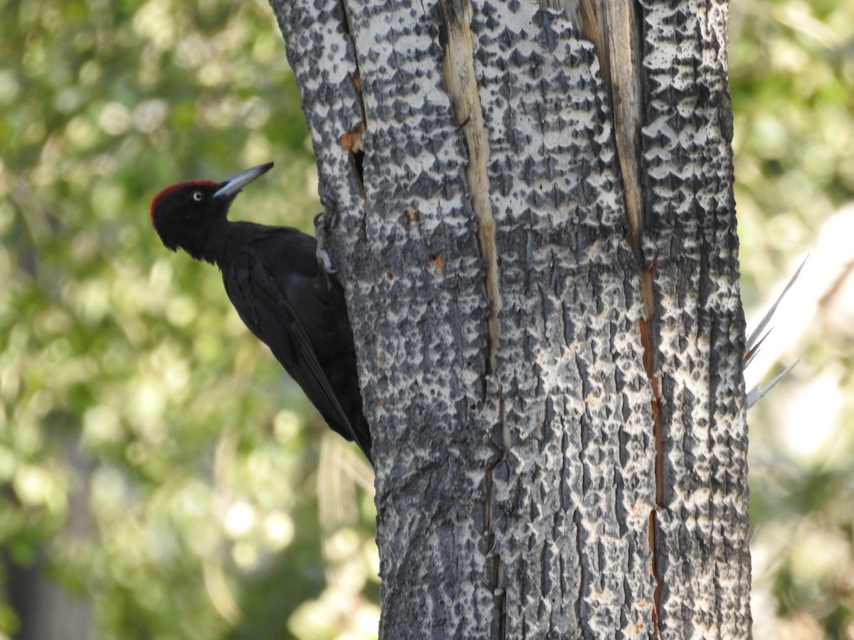 Black Woodpecker - ML361870001