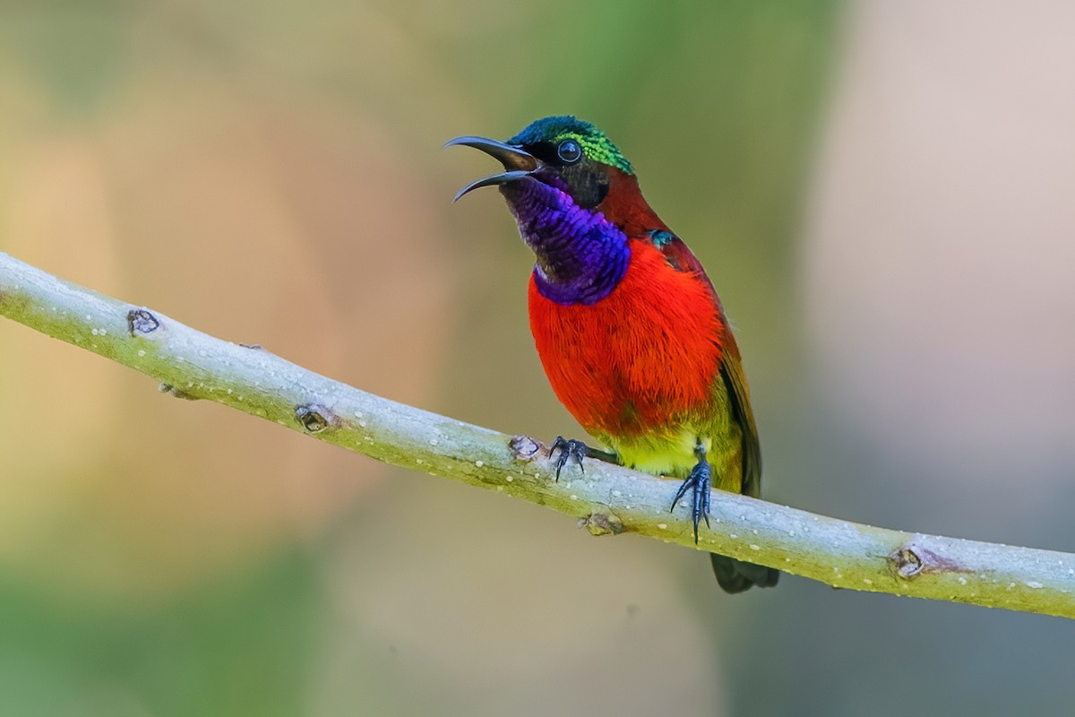 Purple-throated Sunbird - Ngoc Sam Thuong Dang
