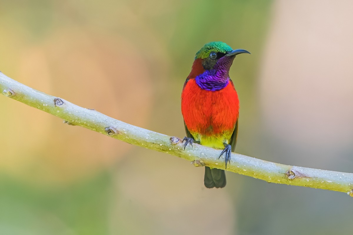 Purple-throated Sunbird - Ngoc Sam Thuong Dang