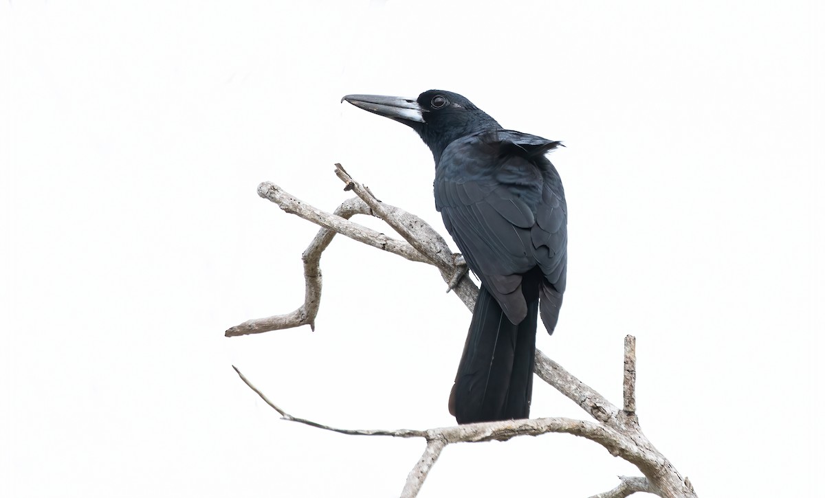 Black Butcherbird - ML361870221