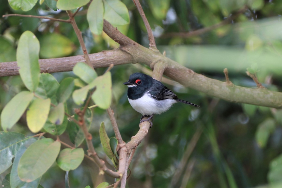Black-throated Wattle-eye - ML361871641