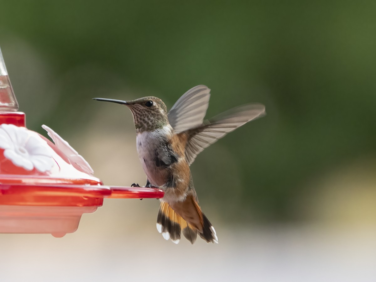 Rufous Hummingbird - ML361871681