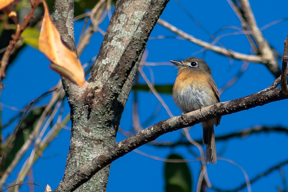 Rusty-breasted Nunlet - ML361873411