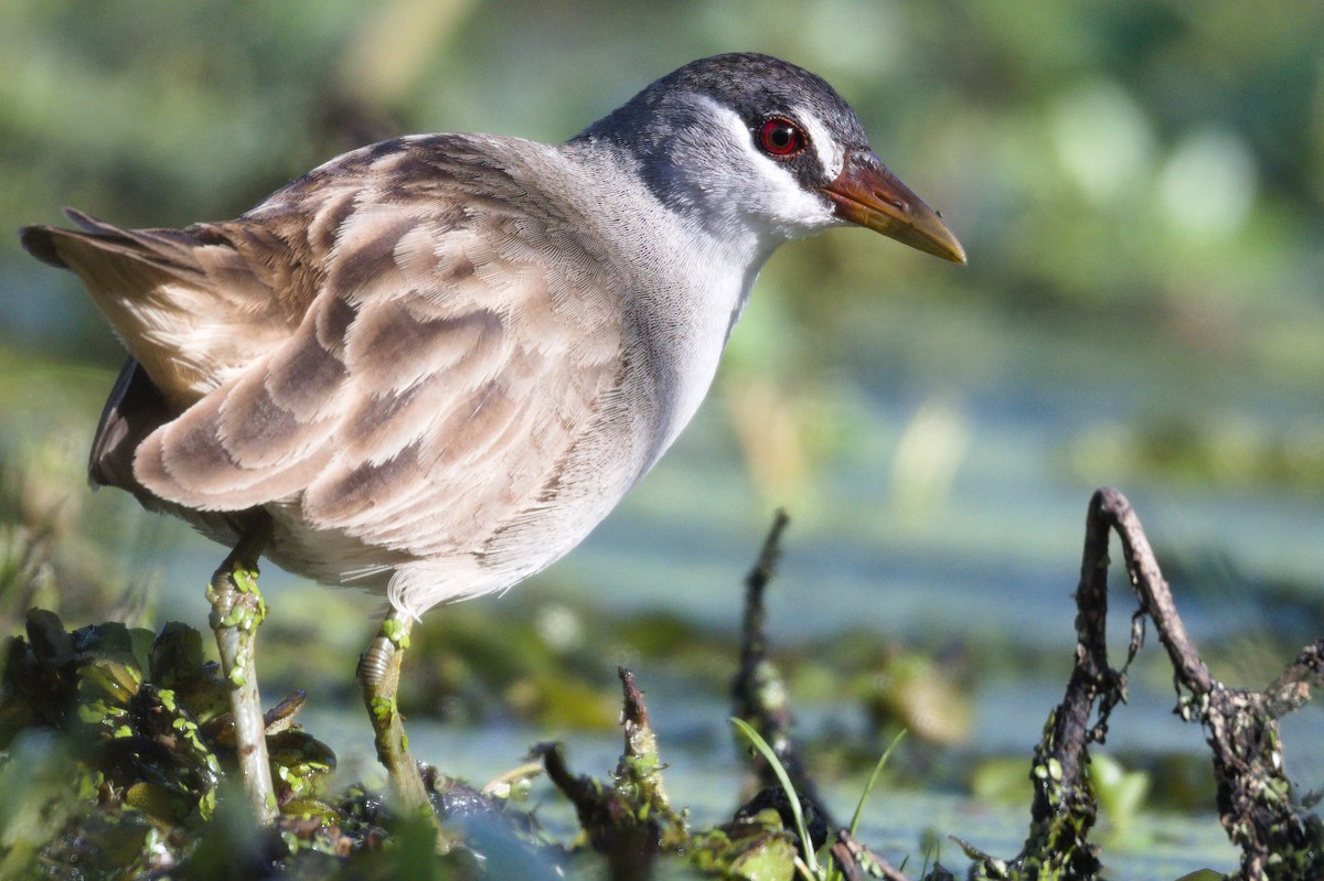 White-browed Crake - Nik Mulconray