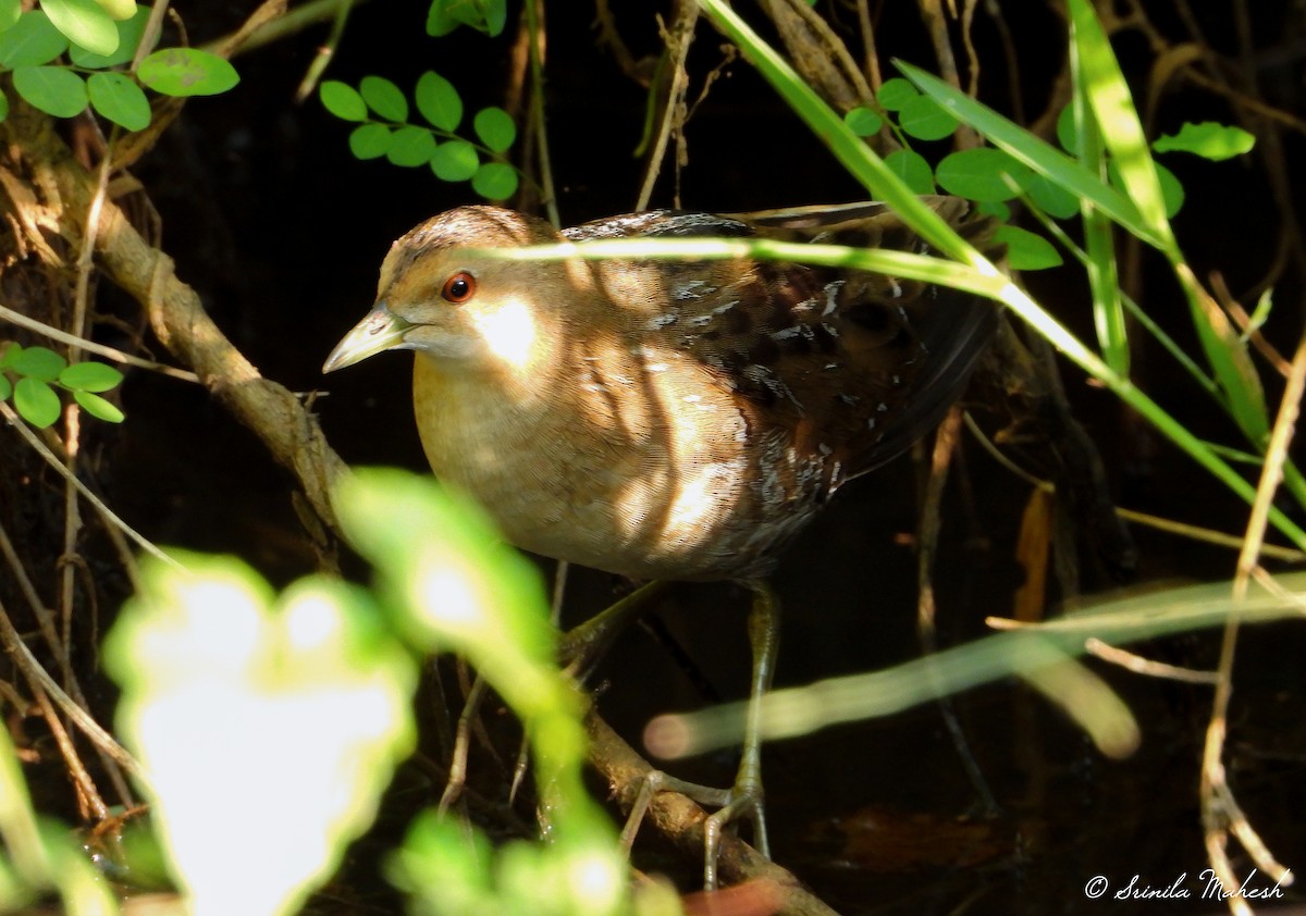 Baillon's Crake - ML361874621