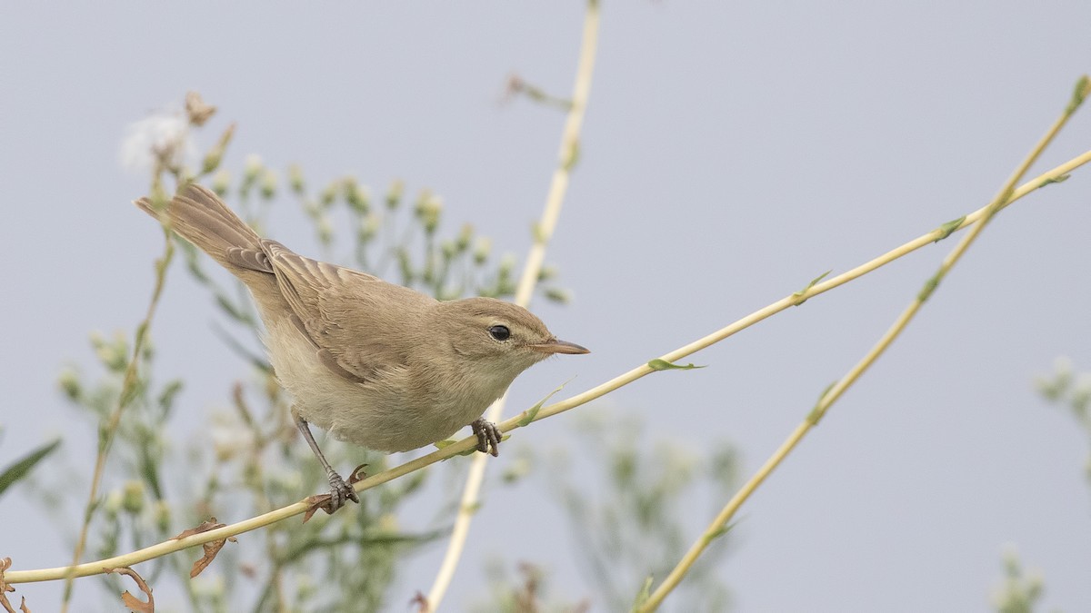 Booted Warbler - ML361874941