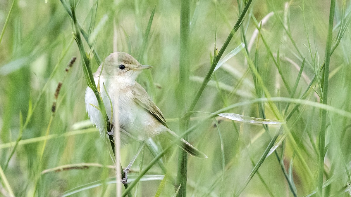 Booted Warbler - ML361875031