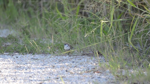 Double-barred Finch - ML361875271