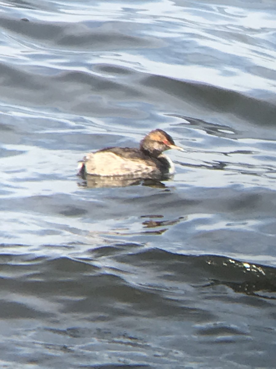 Horned Grebe - ML361875431