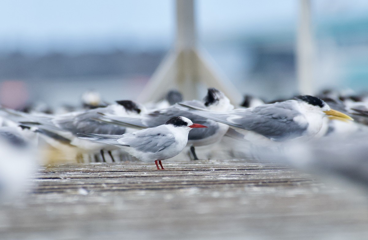 Antarctic Tern - Michael Greenshields